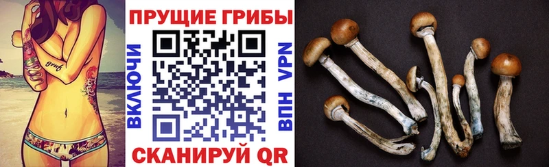 Галлюциногенные грибы Psilocybine cubensis  Тулун 
